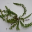  La Spada Arturo - Asplenium trichomanes subsp. quadrivalens D.E.Mey. [1964]
