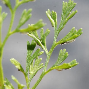 Photographie n°2270182 du taxon Asplenium fissum Kit. ex Willd. [1810]