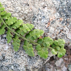 Asplenium obovatum Viv. subsp. obovatum (Asplénium à feuilles obovales)