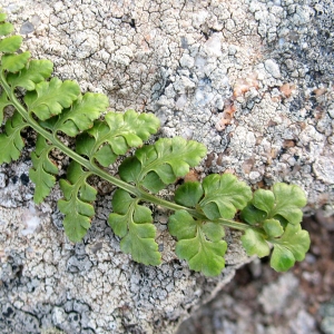 Asplenium lanceolatum proles obovatum (Viv.) Rouy (Asplénium à feuilles obovales)