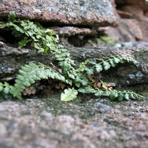  - Asplenium obovatum subsp. obovatum