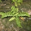  La Spada Arturo - Asplenium obovatum subsp. obovatum
