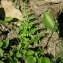  La Spada Arturo - Asplenium obovatum subsp. lanceolatum (Fiori) P.Silva [1951]