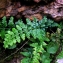  La Spada Arturo - Asplenium obovatum subsp. lanceolatum (Fiori) P.Silva [1951]