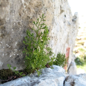 Photographie n°2270248 du taxon Asplenium fissum Kit. ex Willd. [1810]