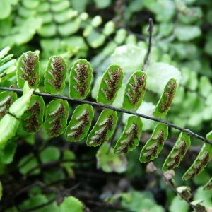 Asplenium melanocaulon Willd. (Capillaire des murailles)