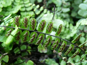 La Spada Arturo, le  1 août 2008 (Gargnano)