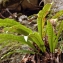  La Spada Arturo - Asplenium scolopendrium L. [1753]