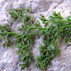 Asplenium fissum Kit. ex Willd. (Asplénium du Mercantour)