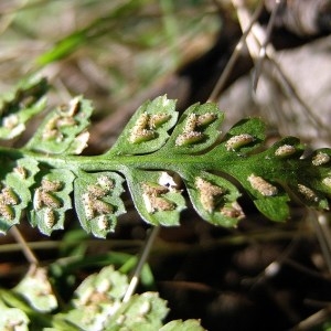  - Asplenium foreziense Magnier [1884]