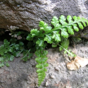  - Asplenium foreziense Magnier [1884]