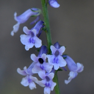 Photographie n°2270298 du taxon Anarrhinum bellidifolium (L.) Willd. [1800]