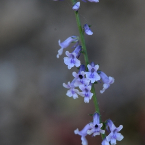 Photographie n°2270299 du taxon Anarrhinum bellidifolium (L.) Willd. [1800]