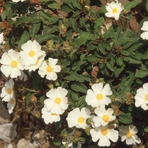 Cistus ×hybridus Pourr. (Ciste hybride)