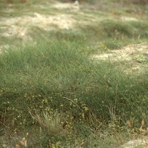 Photographie n°2270350 du taxon Ephedra distachya L. [1753]