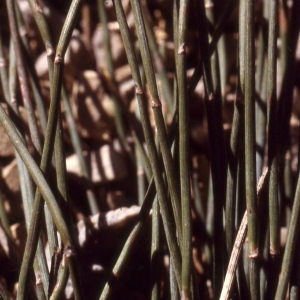 Photographie n°2270357 du taxon Ephedra distachya L. [1753]