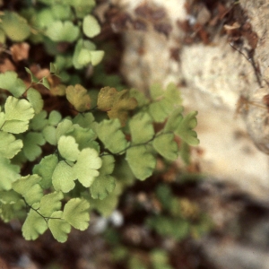 Photographie n°2270361 du taxon Adiantum capillus-veneris L. [1753]