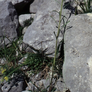 Photographie n°2270362 du taxon Erysimum helveticum (Jacq.) DC. [1805]