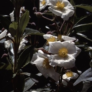 Photographie n°2270366 du taxon Cistus laurifolius L. [1753]