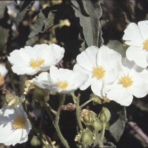 Photographie n°2270367 du taxon Cistus laurifolius L. [1753]