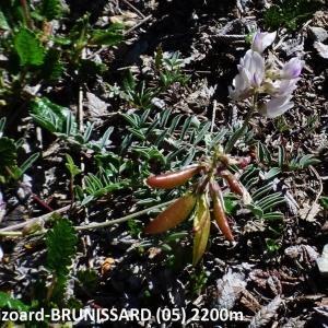 Photographie n°2270412 du taxon Astragalus australis (L.) Lam. [1779]