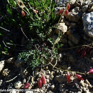 Photographie n°2270414 du taxon Astragalus australis (L.) Lam. [1779]