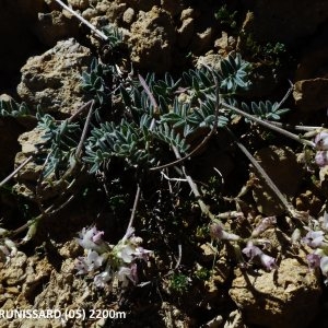 Photographie n°2270416 du taxon Astragalus australis (L.) Lam. [1779]