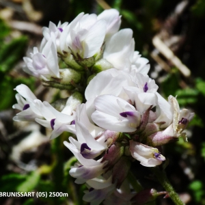 Photographie n°2270418 du taxon Astragalus australis (L.) Lam. [1779]