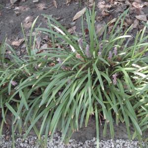 Photographie n°2270429 du taxon Liriope muscari L.H.Bailey [1929]