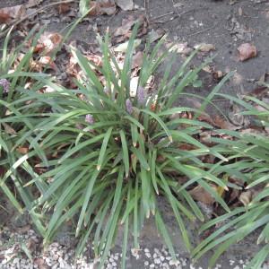 Photographie n°2270431 du taxon Liriope muscari L.H.Bailey [1929]