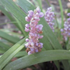 Photographie n°2270432 du taxon Liriope muscari L.H.Bailey [1929]