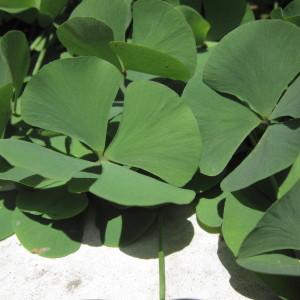 Marsilea quadrifoliata (L.) L. (Fougère d'eau à quatre feuilles)