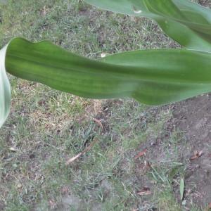  - Crinum asiaticum L.