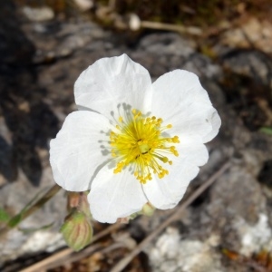 Photographie n°2270556 du taxon Helianthemum apenninum subsp. apenninum 