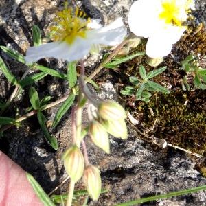 Photographie n°2270557 du taxon Helianthemum apenninum subsp. apenninum 