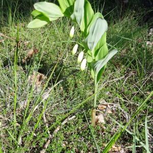 Photographie n°2270574 du taxon Polygonatum odoratum (Mill.) Druce