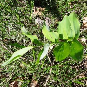 Photographie n°2270575 du taxon Polygonatum odoratum (Mill.) Druce