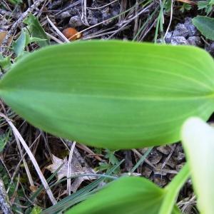 Photographie n°2270576 du taxon Polygonatum odoratum (Mill.) Druce