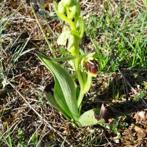 Photographie n°2270586 du taxon Ophrys aymoninii (Breistr.) Buttler [1986]