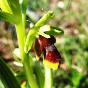 Photographie n°2270588 du taxon Ophrys aymoninii (Breistr.) Buttler [1986]