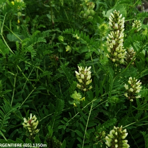 Photographie n°2270626 du taxon Astragalus cicer L. [1753]