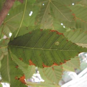 Photographie n°2270654 du taxon Aesculus hippocastanum L. [1753]