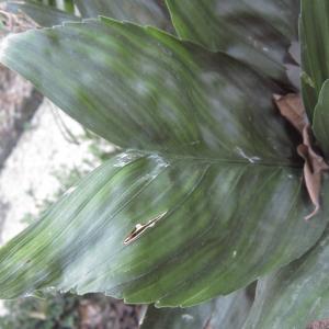 Chamaedorea metallica O.F. Cook & H.E. Moore (Miniature fishtail palm)