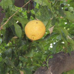  - Citrus aurantium L. [1753]