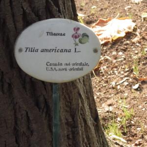 Photographie n°2270775 du taxon Tilia americana L. [1753]