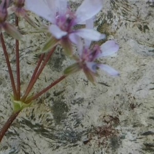 Photographie n°2270811 du taxon Erodium cicutarium (L.) L'Hér. [1789]