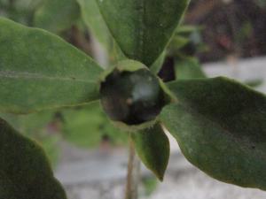 La Spada Arturo, le 10 août 2018 (Catania)