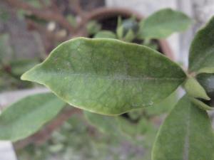 La Spada Arturo, le 10 août 2018 (Catania)