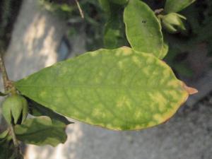 La Spada Arturo, le 10 août 2018 (Catania)