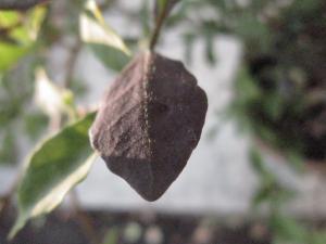 La Spada Arturo, le 10 août 2018 (Catania)